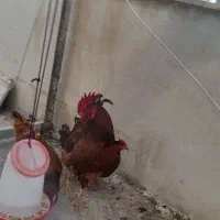 خروس