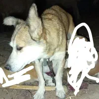 توله سگ پا کوتاه 300|سگ|سبزوار, رباط|دیوار