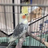 عروس هلندی نر