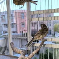 دو جوجه قناری باکیفیت از نژاد قناری سو قدیم ایران|پرنده|صدرا-فارس, فاز ۱|دیوار