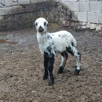 فوچ کله سفید عروسک|حیوانات مزرعه|لیلان, |دیوار