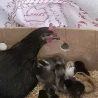 مرغ با جوجه