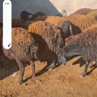 بره ماده قیزل، در حد شیشک دو ،سه راس مایع کردن