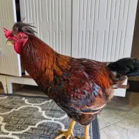 خروس آواز خون
