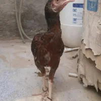 جوجه خروس۸ماهه