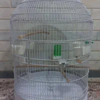 قفس پرنده