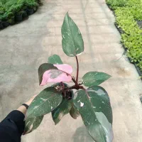 جدید ترین گل ها در زاهدان را با ما تجربه کنید