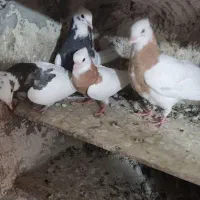 کبوتر|پرنده|شیراز, بید زرد|دیوار