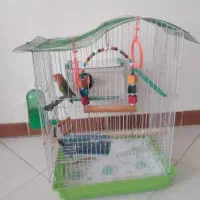 کوتوله برزیلی نیمه رام