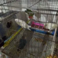 چهارعددطوطک دوتاش بچه هاشن چهارتاهم تخم گذاشتن|پرنده|مرند, |دیوار