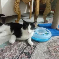 واگذاری گربه