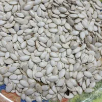 فروش تخمه مرمری یا صدفی