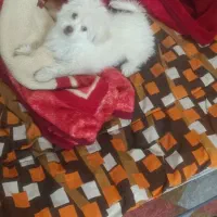 سگ  اشپیدز|سگ|کرمان, |دیوار