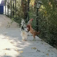 مرغ تخمگذار