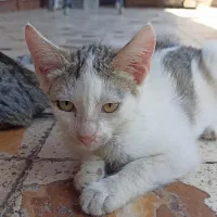 پنج عدد بچه گربه آرام و مهربان