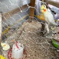 فروش عروس هلندی|پرنده|تهران, تاکسیرانی|دیوار