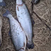 ماهی قزل آلا|ماهی|ماهنشان, |دیوار