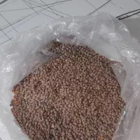 عدس