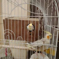 جفت عروس هلندی مولد