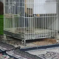 قفس مخصوص سنجاب