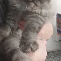 گربه نرپرشین