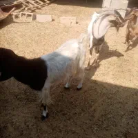 بز و کهره|حیوانات مزرعه|لامرد, |دیوار