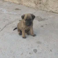 توله مالینویز|سگ|امیدیه, |دیوار