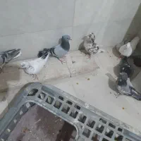 تهرانی درج یک به شرط