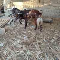 پازن تکاوری|حیوانات مزرعه|سعدآباد, |دیوار