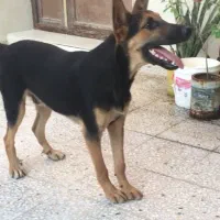 سگ ژرمن