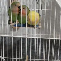 جوجه طوطی برزیلی کوتوله