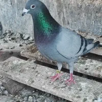 دونرعراق فروشی