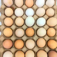 تخم مرغ محلی صددرصد ارگانیک و نطفه دار