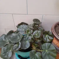 گل طبیعی|گل و گیاه طبیعی|گهواره, |دیوار