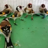 سهره رسمی تعداد ۱۵تا