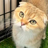 گربه اسکاتیش و بریتیش|گربه|مشهد, الهیه|دیوار