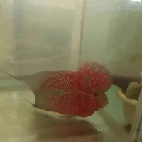 فلاور هورن|ماهی|ری, فیروزآبادی|دیوار