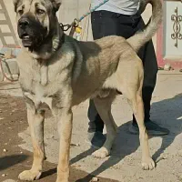 توله سگ ماده