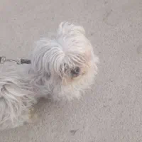 سگ گمشده|حیوانات|شهریار, رضی آباد پایین|دیوار