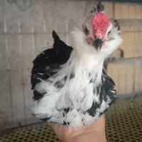 فروش نیمچه گلین سن مختلف