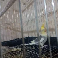 عروس هلندی مولد|پرنده|قرچک, میرزائی جنوبی|دیوار