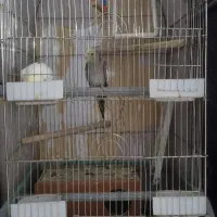 یک جفت عروس هلندی مولد