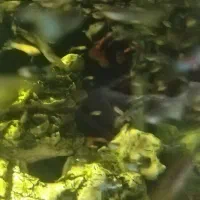 1100عدد ماهی گوپی|ماهی|شیراز, پودنک|دیوار