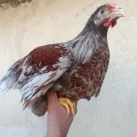 یک ست مرغ و خروس ویاندوت اورنج نیمچه|حیوانات مزرعه|تهران, مشیریه|دیوار