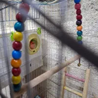 فروش کوتوله برزیلی وجوجه ومرغ عشق|پرنده|خمینی‌شهر, |دیوار