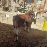 گاو و گوساله