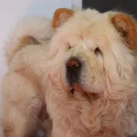 سگ چاوچاو|سگ|کرمان, |دیوار