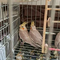 عروس هلندی جوجه|پرنده|محمدشهر, جعفرآباد|دیوار