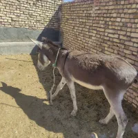 خر نر|حیوانات مزرعه|اسفراین, |دیوار