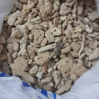 صدف .سنگ مرجان|ماهی|گلستان (تهران), |دیوار
